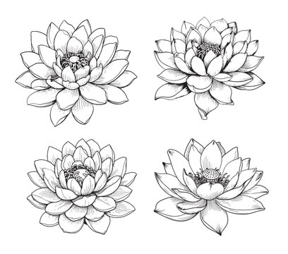 Lotus set sketch hand drawn in comic style.Vector Wild flowers