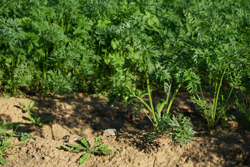 growing carrot in the agricultural field