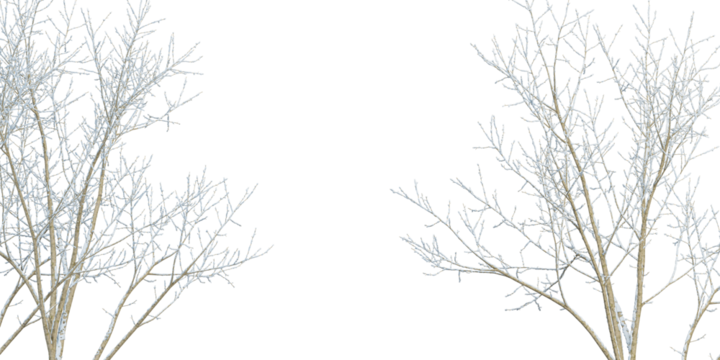 silhouette of a tree