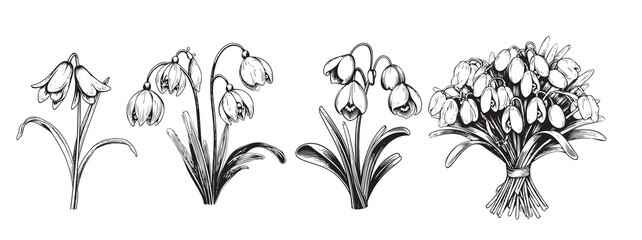 Snowdrops set flower set sketch hand drawn Vector Forest flowers