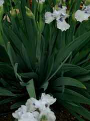 Close-up of a flower of bearded iris (Iris germanica) with rain drops on blurred green natural background.