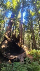 forest in the morning