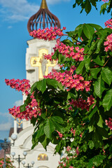 Blooming pink chestnut tree in front of the church