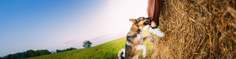 Angry Aggressive Mixed Breed Dog Dog Bites A Leg Of A Man Running Across Field.