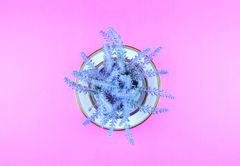 Lavender on a violet background.