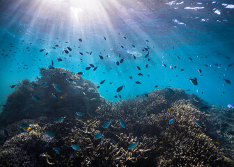 A shallow coral reef with fish all around, silhouettes of snorkelers and light rays shining in through the water's surface