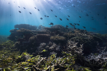 Fototapeta na wymiar Tropical coral reef with a school of fish in shallow water with sun rays penetrating through the water in Nosy Sakatia, Madagascar