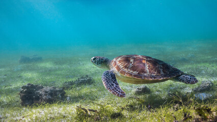 A Green sea turtle underwater swimming over the sea grass bed with light rays