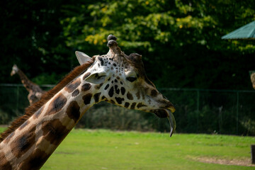 Close-up of a giraffe's head in a zoo on a sunny day