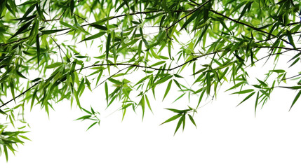 Dark green leaves of bamboo ornamental garden plant isolated on transparent background - obrazy, fototapety, plakaty