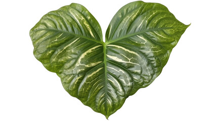 Heart-shaped green variegated leaves pattern of rare Anthurium plant the tropical foliage houseplant isolated on transparent background