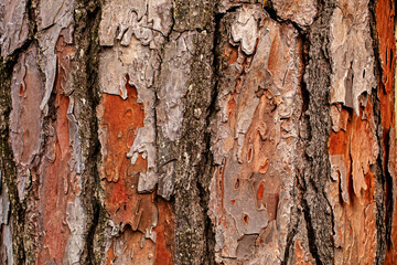 abstract natural background of tree bark closeup. Furniture and paper