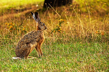 wild hare in a meadow on a sunny day hid in the dry grass. Animal protection in the reserve