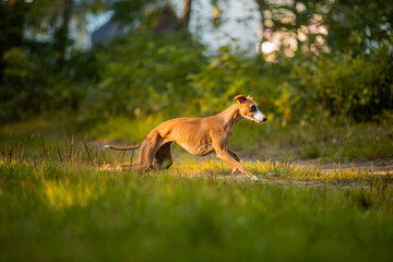 Chart angielski whippet pławy szybko biegnie w lesie