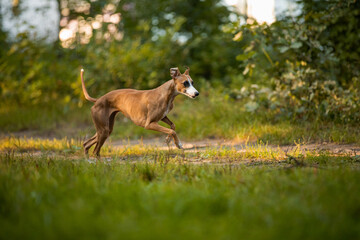 Chart angielski whippet pławy szybko biegnie w lesie © ZiraPhoto