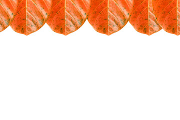 Frame/leaf frame, jackfruit leaf frame, green jackfruit leaf frame, leaf frame, jackfruit leaf, leaf picture, bright green, bright yellow, natural leaf color, transparent background png file