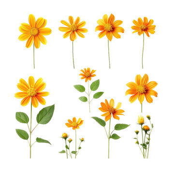 Mexican sunflower or tree marigold (Tithonia diversifolia) ornamental flowering plant native to Mexico, set of 9 large daisy-like yellow flower heads isolated on transparent background