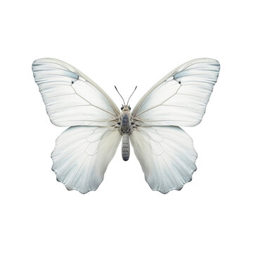 white butterfly is against a Transparent background
