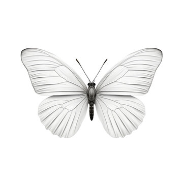 white butterfly is against a Transparent background
