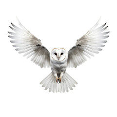 an white barn owl with wings spread