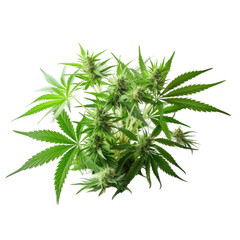 Cannabis leaves of a plant on transparent background