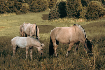Herd of horses grazing in a meadow in Norway. A group of horses eating grass in a field near the forest. Three adult horses and a foal