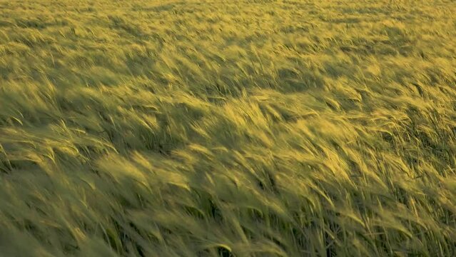 slow motion wide view of spring barley field swaying in evening light, shot at 62fps