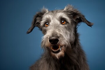 Lifestyle portrait photography of a smiling scottish deerhound wearing a paw protector against a minimalist or empty room background. With generative AI technology