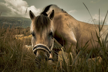 Close-up of a horse's head in profile, with cloudy sky in the background. Adult mare eating grass...