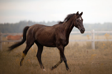 Obraz premium brown horse portrait in sunset pasture