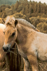 Close-up of a young horse's head in profile, with Norwegian mountain peaks in the background. Foal eating grass in a field near the forest. Vertical shot of a horse grazing in a meadow in Norway.