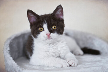 Portrait eines braun-weißen Selkirk Rex Kätzchen