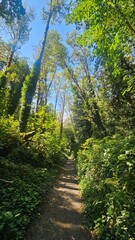 footpath in the forest