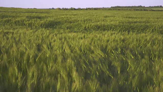 large spring barley field swaying in slow motion in afternoon light, other fields in distance, shot at 62fps