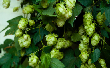 Hop cones green background. Top view. Harvest time	
