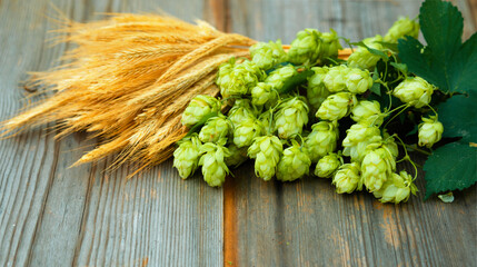 Fresh cones of hops on one half and ears of grain on other one, lay on wood background. Raw...