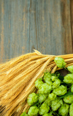 Fresh cones of hops on one half and ears of grain on other one, lay on wood background. Raw...