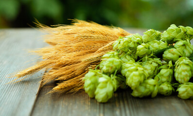 Fresh cones of hops on one half and ears of grain on other one, lay on unfocused nature background....