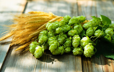 Fototapeta premium Fresh cones of hops on one half and ears of grain on other one, lay on wood background. Raw material for brewing production. Green fresh ripe hop cones and golden spica ears for making beer and bread.