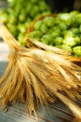 Fresh cones of hops in the basket and ears of grain near on wood background. Raw material for...