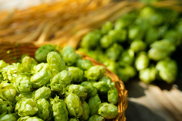 Fresh cones of hops on one half and ears of grain on other one. Raw material for brewing production. Green fresh ripe hop cones and golden spica ears for making beer and bread. Close up.