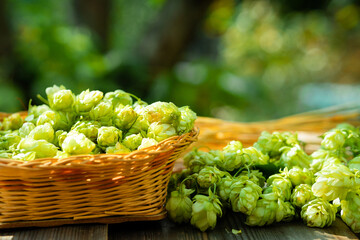 Fresh cones of hops in the basket and ears of grain near on wood background. Raw material for brewing production. Green fresh ripe hop cones and golden spica ears for making beer and bread. - Powered by Adobe