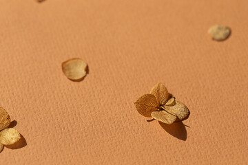 Dried autumn small hydrangea flowers on the beige background close up macro.