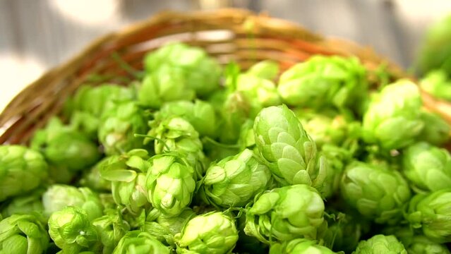 The transition from a basket with hop cones to gold ears on wod background