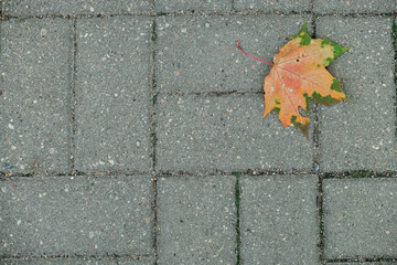 Autumn foliage background. Fallen yellow leaves on the sidewalk. Autumn mood, melancholy. Template...
