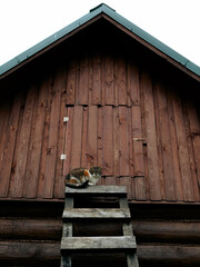  A cat sits on an old wooden ladder outdoors next to the roof of a house