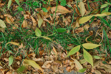 Autumn foliage background. Fallen yellow leaves on the sidewalk. Autumn mood, melancholy. Template for article, blog.