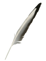 A wing feather of a Eurasian magpie. It is black and white. Cut out on a transparent background.
