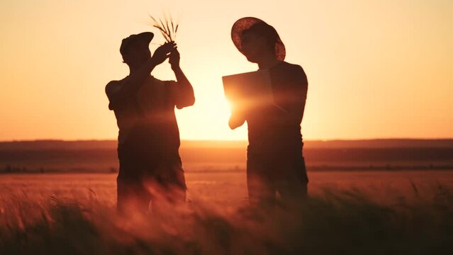 agriculture wheat. two farmers work in a field with wheat. agriculture business farm concept. farmers examining wheat sprouts in an agricultural field with laptop silhouettes lifestyle sunset
