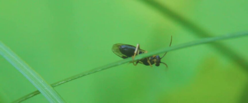 Close up of a Web spinning sawfly (Pamphiliidae).